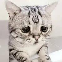 Sad cat